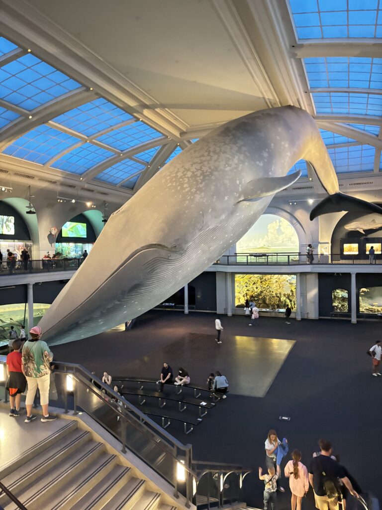 American Museum of Natural History New York City